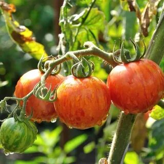 Помидоры курочка