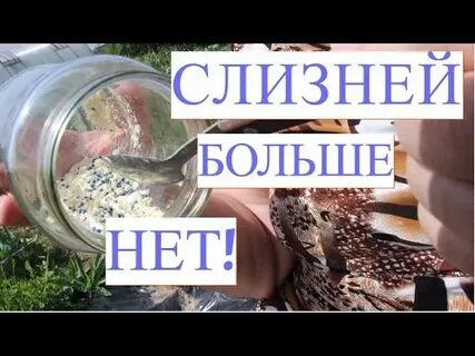 Можно ли курам давать слизней