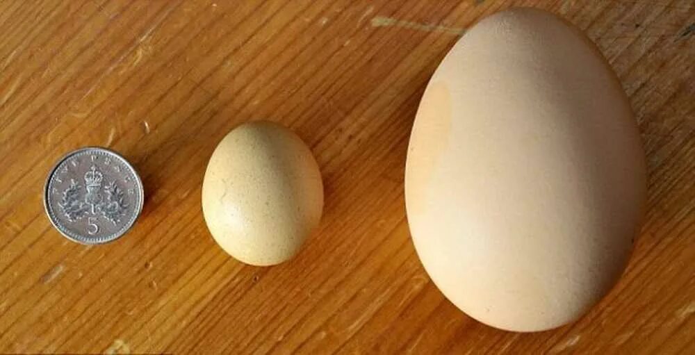 Маленькие яйца. Маленькие куриные яйца. Самое маленькое куриное яйцо. Птичьи яйца.