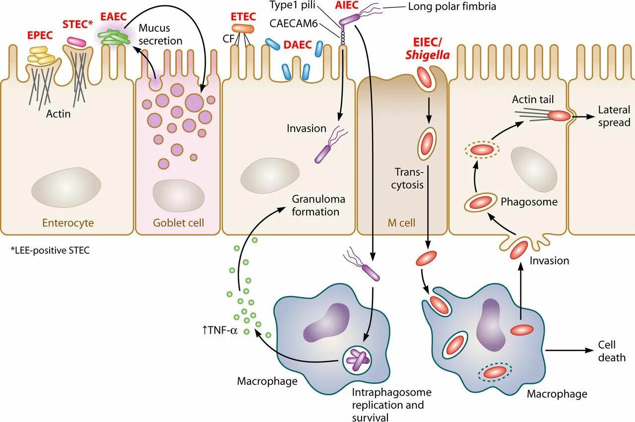 Coli sotwe. E. coli pathogenesis. Escherichia coli патогенез. Stec микробиология. EPEC микробиология.