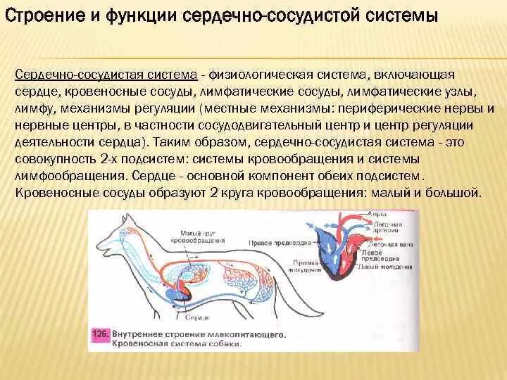 Функции кровеносной системы у собаки. Функции кровеносной системы животных. Строение кровеносной системы. Строение сердечно сосудистой системы. Основные функции кровообращения