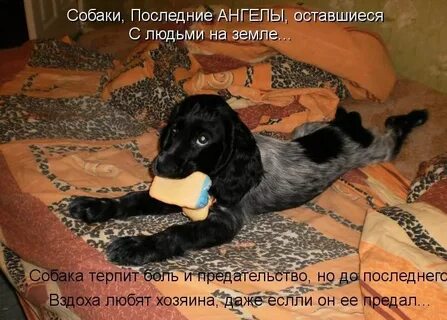 Каких людей не любят собаки