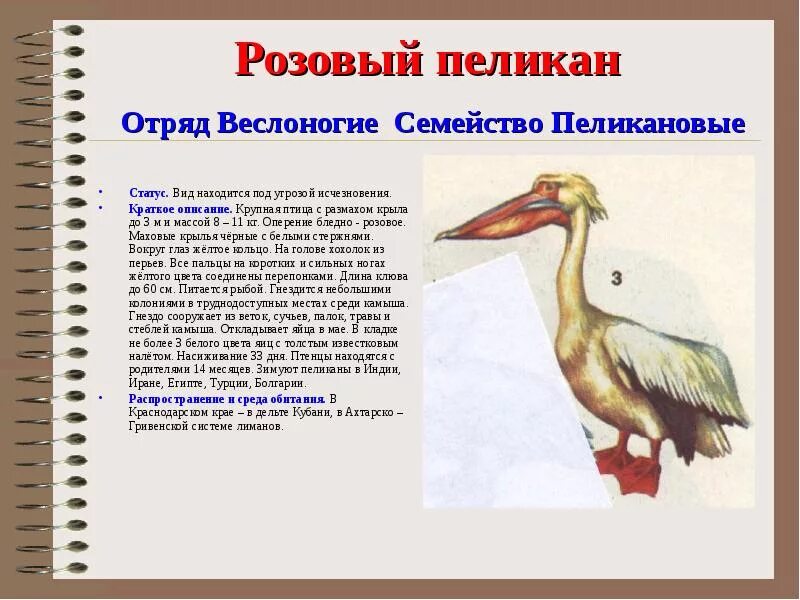 Картинки ЖИВОТНОЕ КРАСНОЙ КНИГИ КРАСНОДАРСКОГО