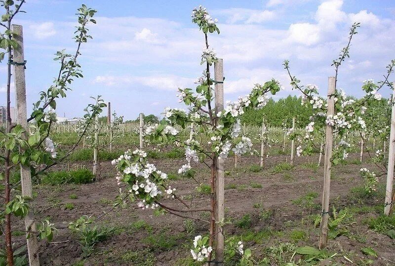 Яблоня однолетнее. Саженец яблони на подвое. 106 Подвой яблони. Полукарликовый подвой для яблони что это такое. Яблоня слаборослый подвой.