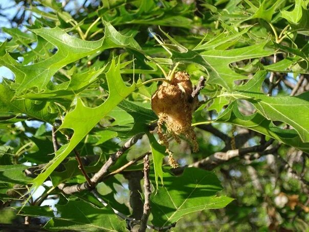 Дуб чувствовал свою силу в родной. Quercus ellipsoidalis. Дуб булавчатый Quercus ellipsoidalis. Дуб овальнолистный. Овальнолистный дуб растение.