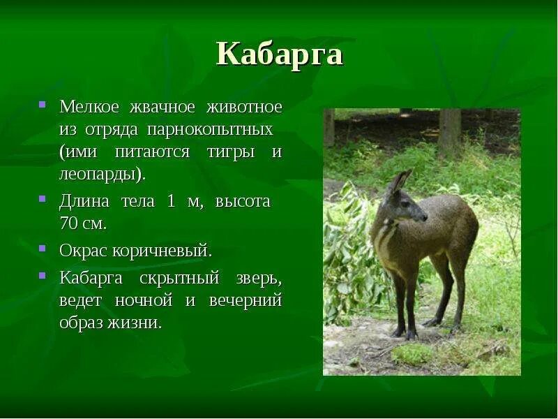 Парнокопытное животное занесенное в красную книгу хакасии. Презентация редкие животные. кабарга животное из красной книги. редкие растения и животные приморского края. животные приморского края с описанием.