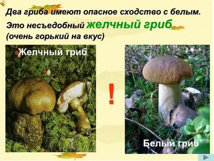 Опасный двойник белого