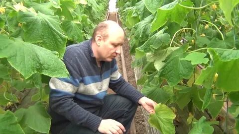 Советы агронома