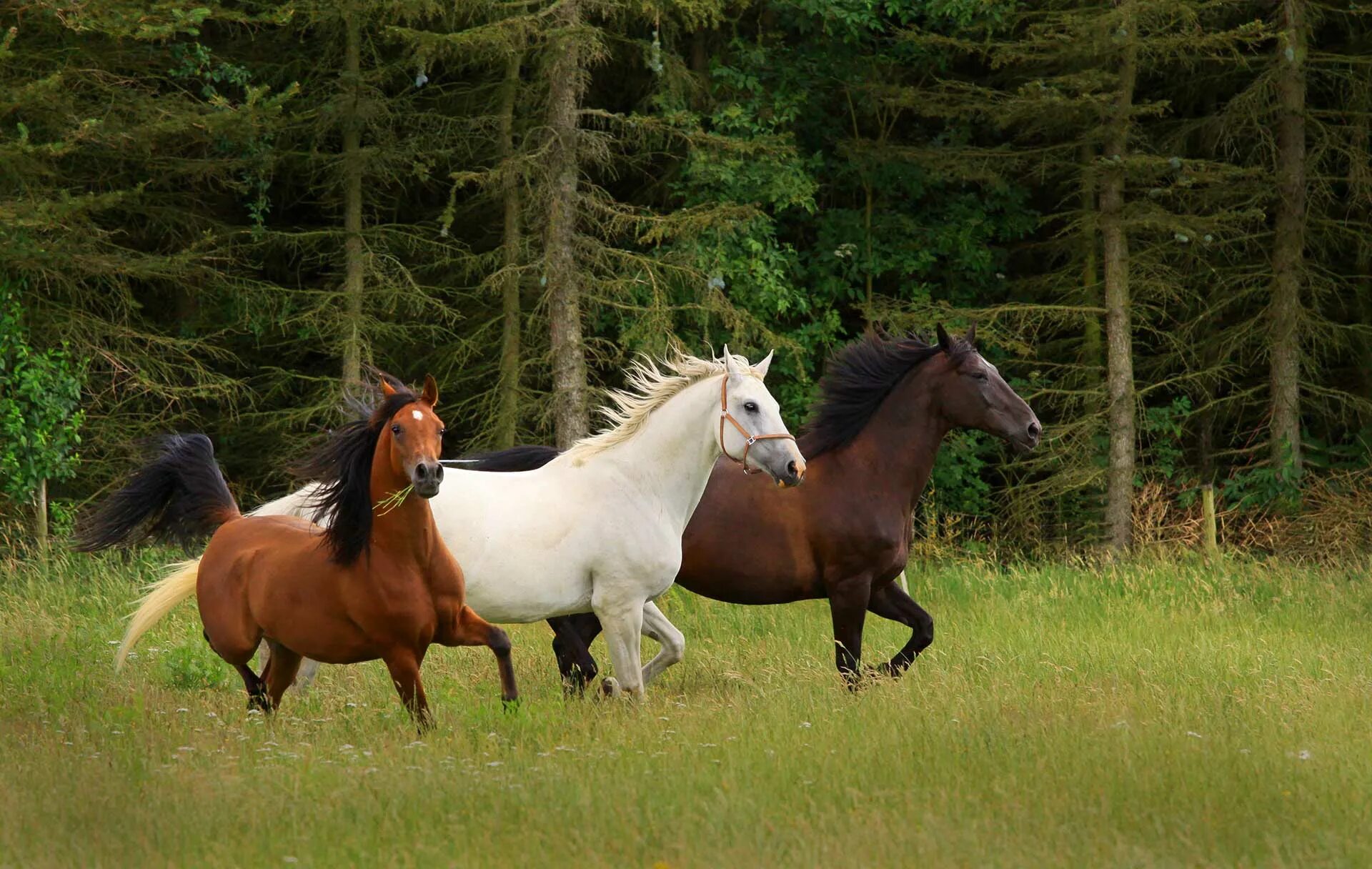 Три лошадки. Лошадь бежит. Три лошади. Выводка лошадей. Хорошая лошадь.