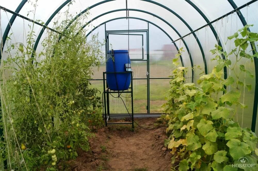 Теплицы сарапул. Теплица элит. Цветы удмуртии сарапул теплицы. Теплицы цветочные сарапул. Удмуртские теплицы сарапул.