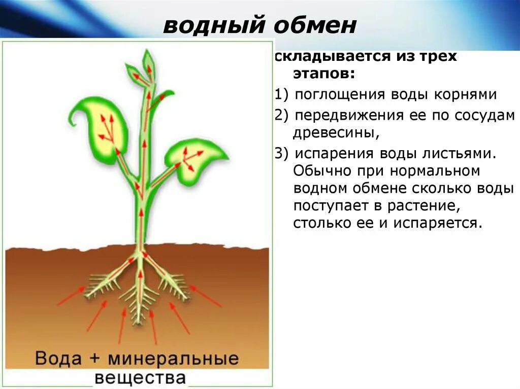 Передвижение воды в растении. Вода поступает в растение. Поглощение воды растением. Движение воды по растению. Органы передвижения веществ