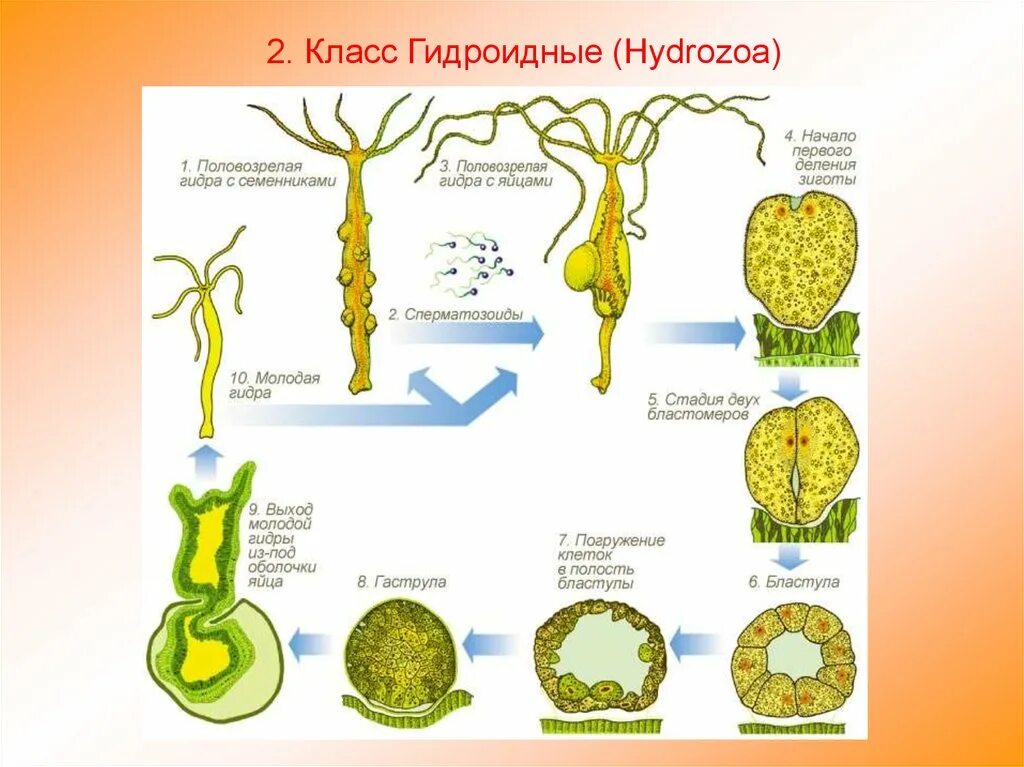 Цикл развития пресноводной гидры. Жизненный цикл гидры. Жизненный цикл гидры пресноводной. Жизненный цикл гидры схема. Установите последовательность этапов полового