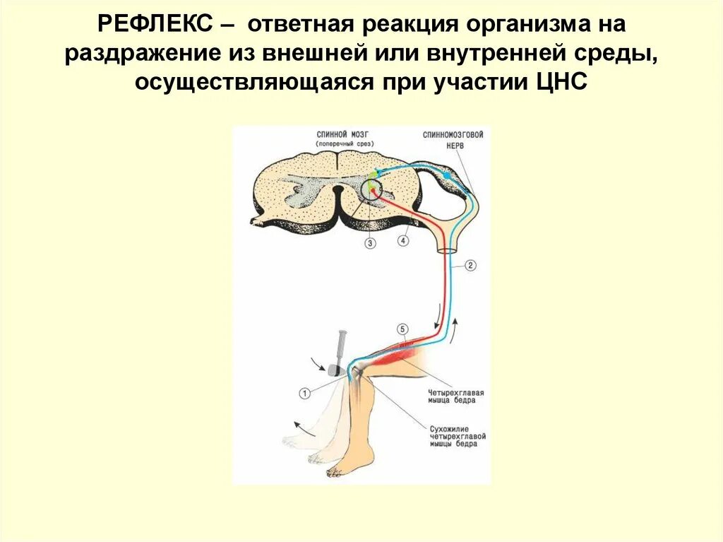 Рефлекторная нервная система. Рефлекс нервная система. Рефлекс основа нервной деятельности. Рефлекторная деятельность нервной системы. Ответная реакция организма на воздействие среды