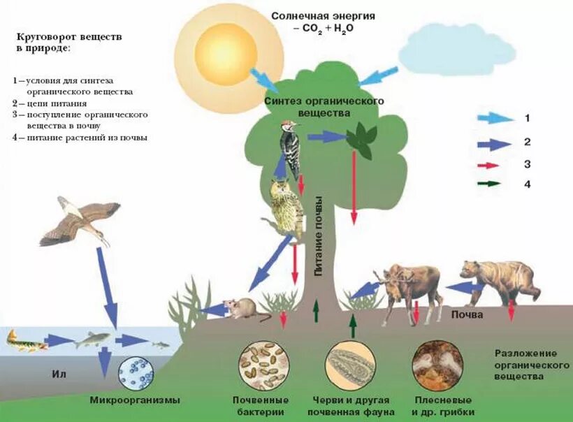 Круговорот веществ в природе биология. Цепочка круговорота веществ в природе 3 класс. Схему круговорота органических веществ в экологическом сообществе,. Схема круговорота веществ в природе 9 класс биология.