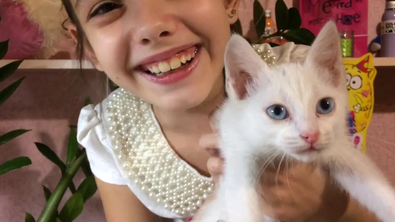 Котоблог телеграмм. Котоблог телеграмм