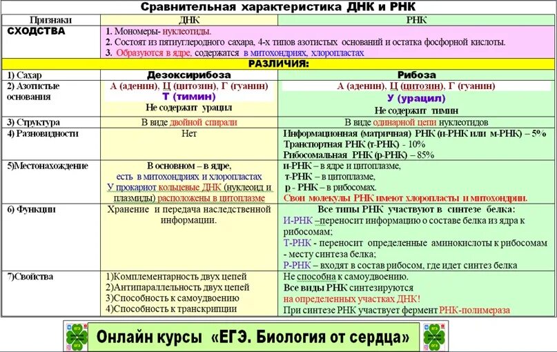 Сравнительная характеристика ДНК И РНК. Сравнительная таблица ДНК И РНК. Сравнительная хар ка ДНК И РНК. Сравнительная характеристика ДНК И РНК таблица.