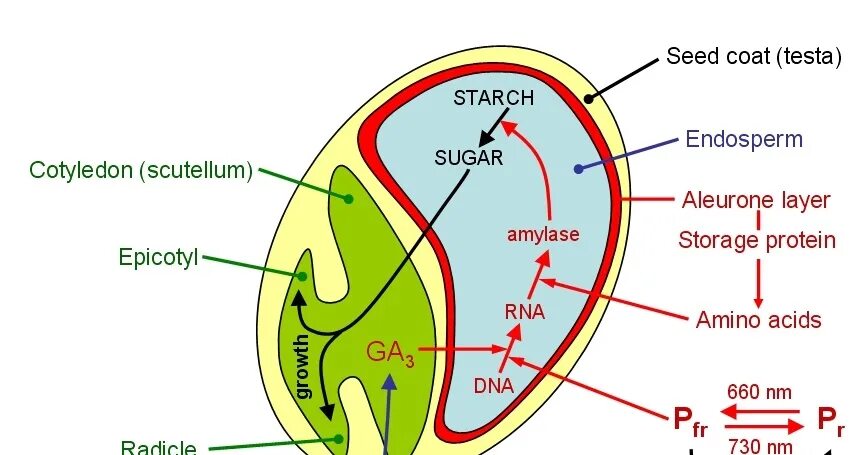 Seed dating. How dates grows. A small sprout grows out of my palm. Seed coat это. Семена финиковой пальмы.