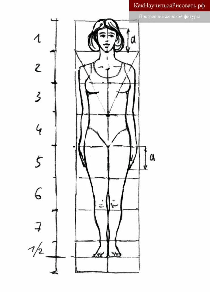 Пропорции человека в полный рост схема. Рисунок пропорции и строение фигуры человека. Пропорции женской фигуры. Пропорции человека для рисования.