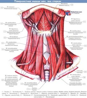 Анатомия: Поверхностные мышцы шеи.