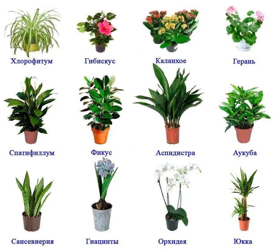 Комнатные растения. Декоративные комнатные растения. Комнатные цветы с названиями. Название домашних цветов.