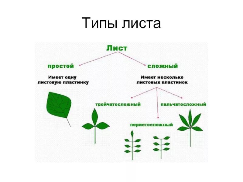 Простые листья могут быть. Простые и сложные листья схема. Листья черешковые и сидячие простые и сложные. Типы листьев. Типы листьев простые и сложные.