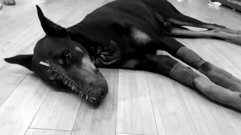 доберман собака убийца: 2 тыс изображений найдено в Яндекс Картинках