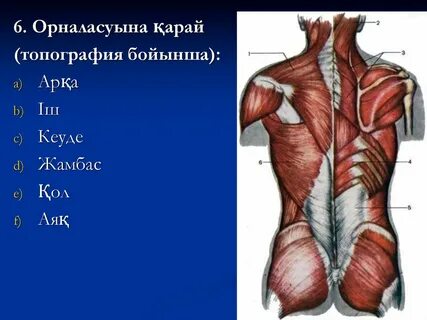 Барокко порно фильмдері