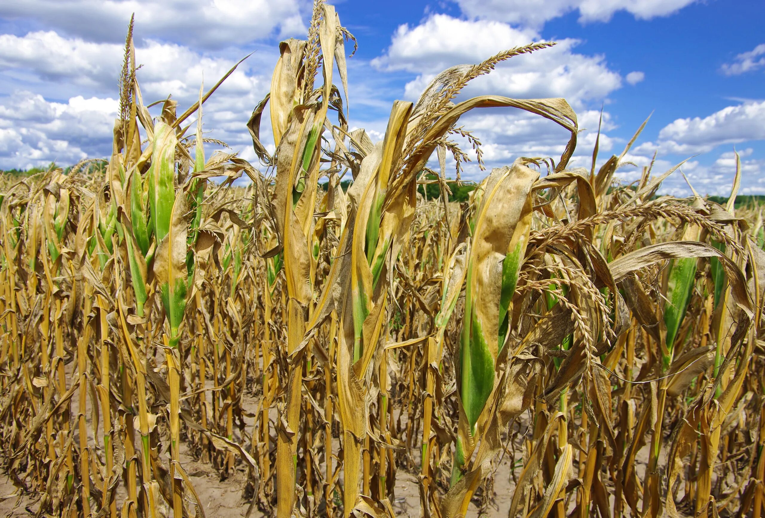 Сельское хозяйство растения. Сельскохозяйственные растения. Засуха в сельском хозяйстве. Урожай кукурузы. Засуха пшеница.
