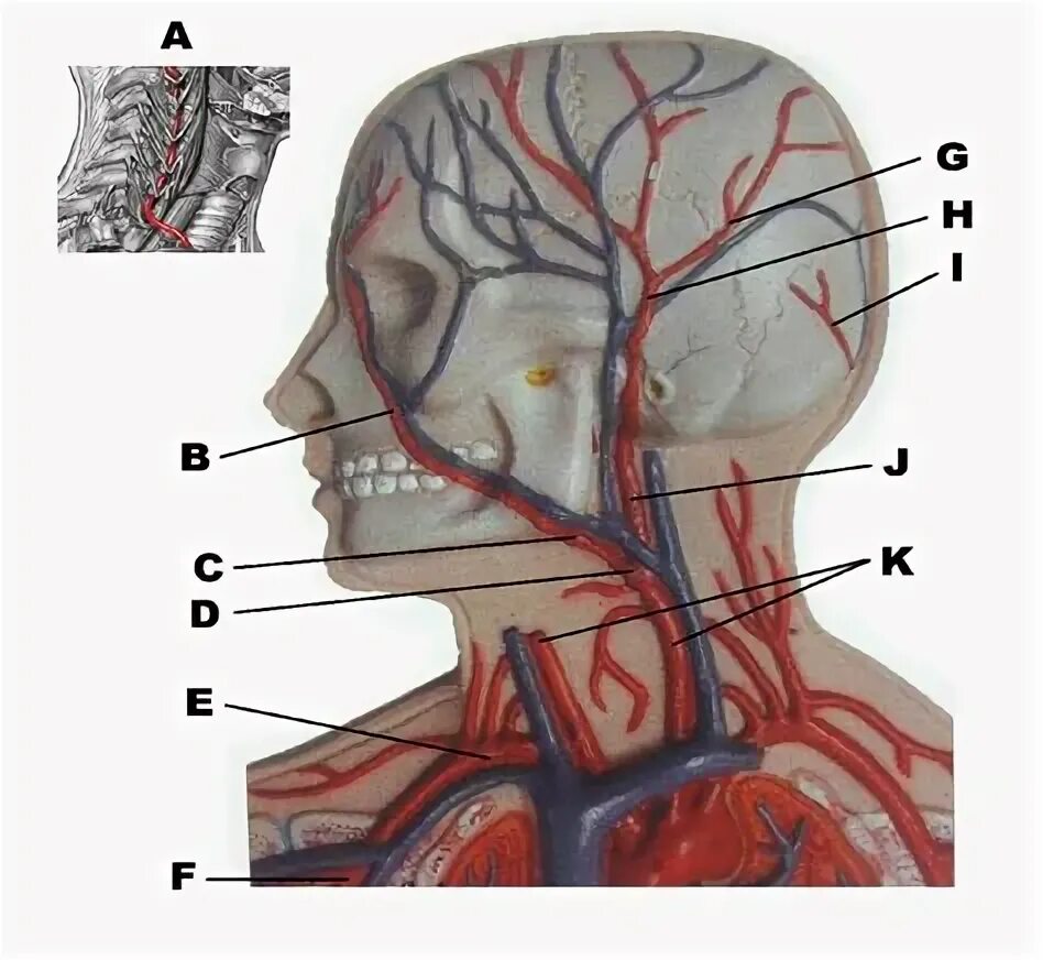 Голова головной мозг шея. Бегство каротид. Carotid artery and windpipe.