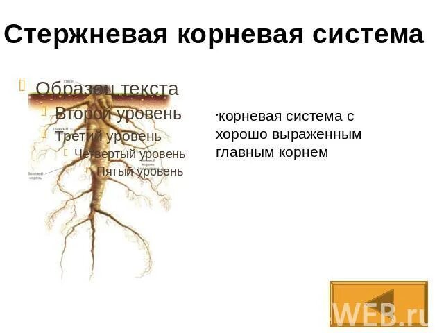 Признаки характерные для стержневой корневой системы. Стержневая корневая система. Стержневая корневая система хорошо выраженный. Корневая система с хорошо выраженным главным корнем. Цветы со стержневой корневой системой.