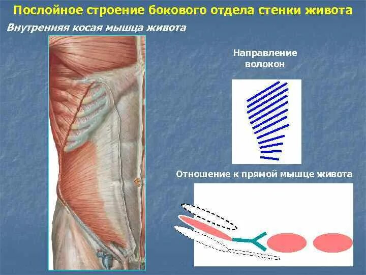 Переднебоковая стенка живота мышцы. Мышцы передней брюшной стенки анатомия. Переднелатеральная мышца живота. Послойное строение боковой стенки живота. Изменения боковых отделов