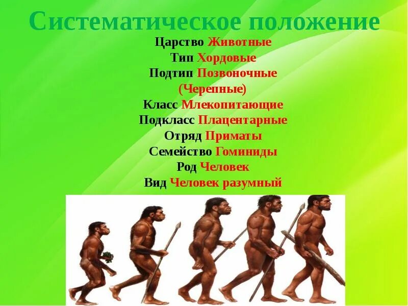 Схема эволюции семейства гоминид. Этапы эволюции человека таблица дриопитек. Место человека в зоологической системе. Человек разумный семейство. Человек разумный семейство.