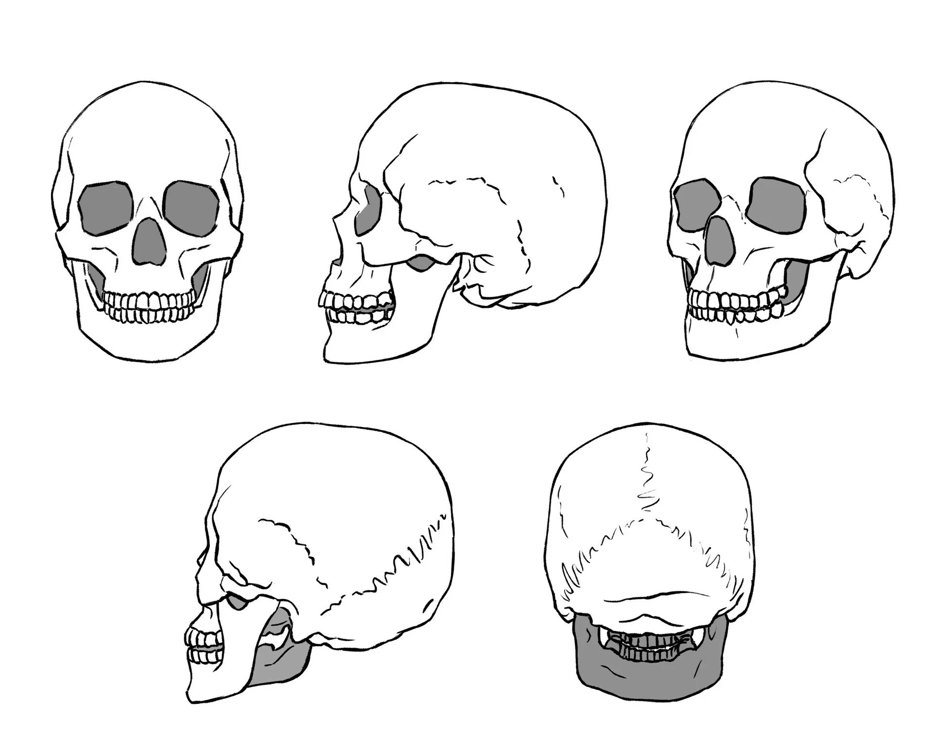 Референс черепа спереди. Череп сбоку референс. Череп набросок. Череп с разных ракурсов. Череп написать