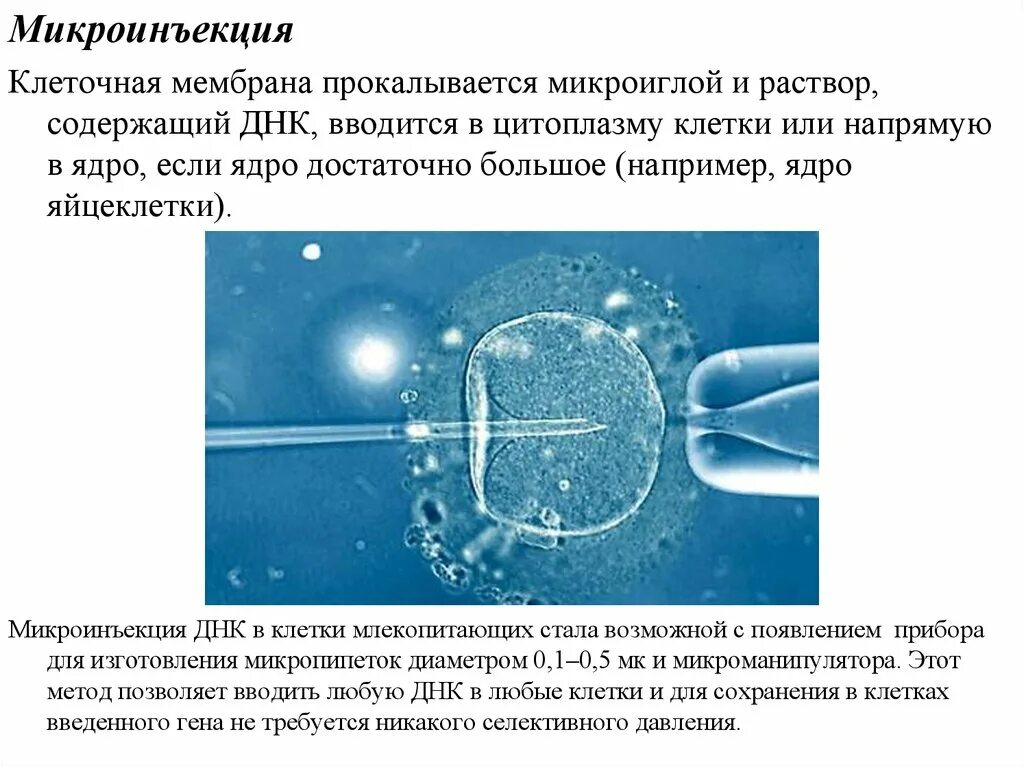 Методы введения днк. Микроинъекция ДНК. Методы микроинъекции. Метод микроинъекций ДНК. Метод микроинъекции ДНК схема.