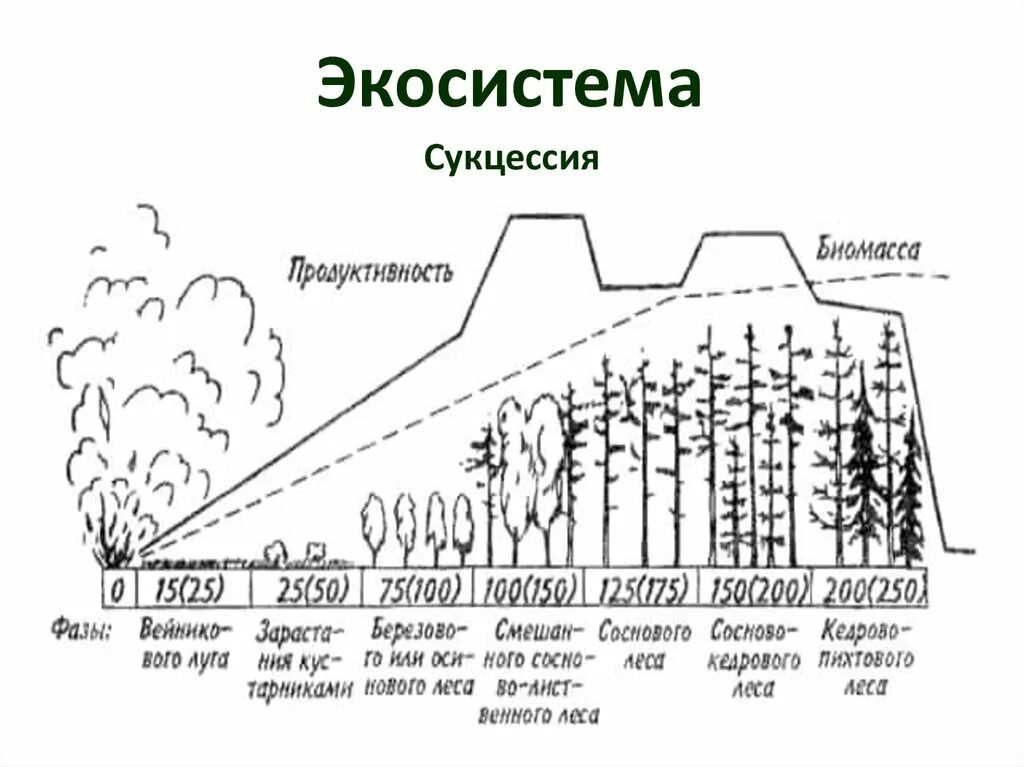 Экологическая сукцессия. Этапы экологической сукцессии. Первичная продуктивность экосистемы. Биомасса и продуктивность экосистем. Последовательность увеличения биологической продуктивности природных зон