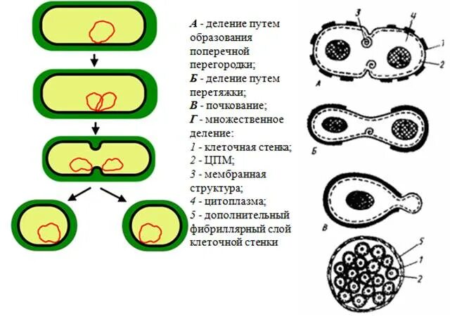 Клеточная перетяжка у каких клеток. Деление путем перетяжки бактерий. Бинарное деление бактерий. Деление бактериальной клетки. Бинарное деление бактериальной клетки.