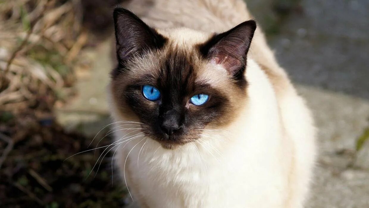 Фотографии кошек породы сиамских кошек. Сиамская кошка. Кот сиамской породы. Сиамская кошка чистокровная. Королевская Сиамская кошка.