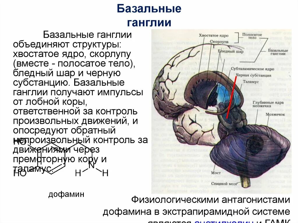 Строение головного мозга базальные ганглии. Строение и функции базальных ганглиев. Хвостатое ядро анатомия. Изменение в базальных отделах