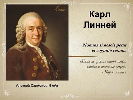 1 к линней