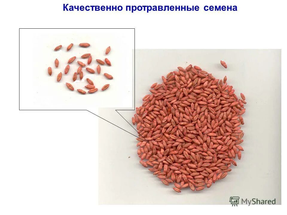 Протравливают ли семена. Протравленные семена. Протравленные семена пшеницы. Семена протравить. Ячмень протравленный.