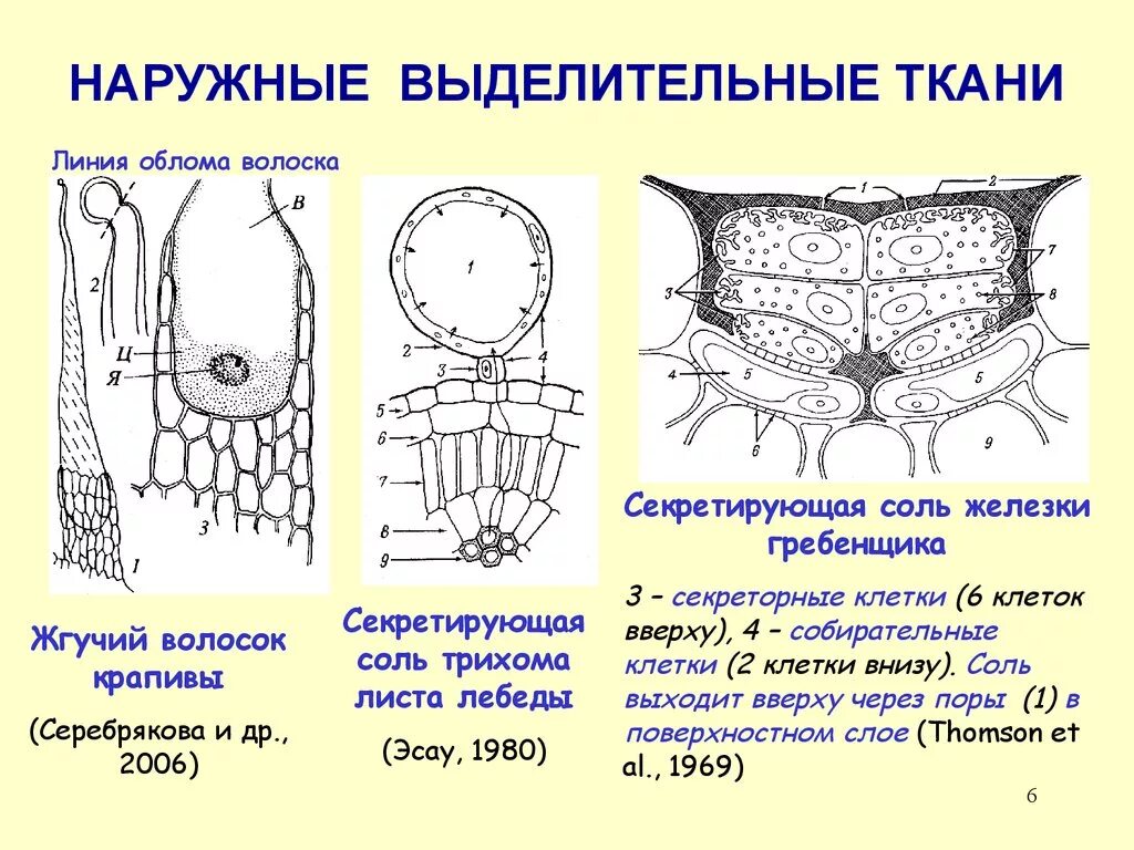 Тело нечленистое округлое поперечное. Строение клеток выделительной ткани растений. Выделительные ткани внешней секреции растений. Ткани растений выделительная ткань. Наружные выделительные ткани растений.