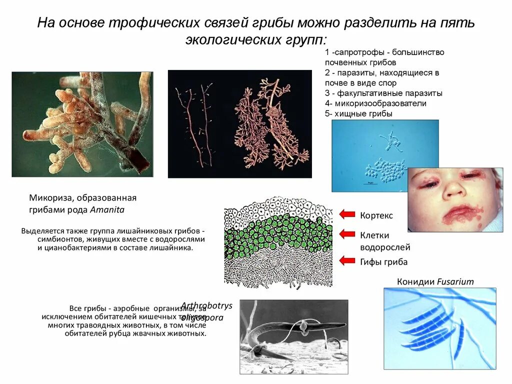 Экологические группы грибов. Простейшие грибы. Эколого-трофические группы грибов. Бактерии грибы водоросли.