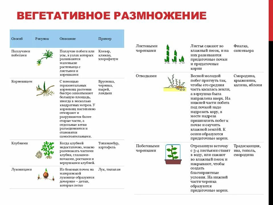Значение в области какой ботанической. Способы вегетативного размножения растений. Способы вегетативного размножения таблица. Способы вегетативного размножения растений таблица с примерами. Способы вегетативного размножения растений с примерами.