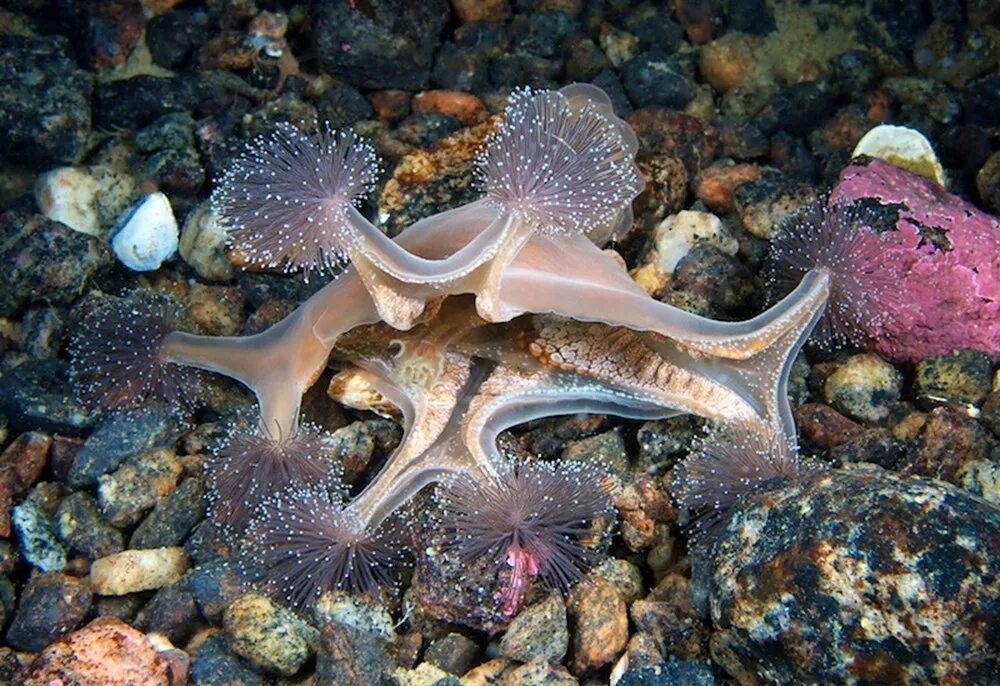 Беспозвоночные россии. Люцернария медуза. Lucernaria quadricornis. Морские обитатели.