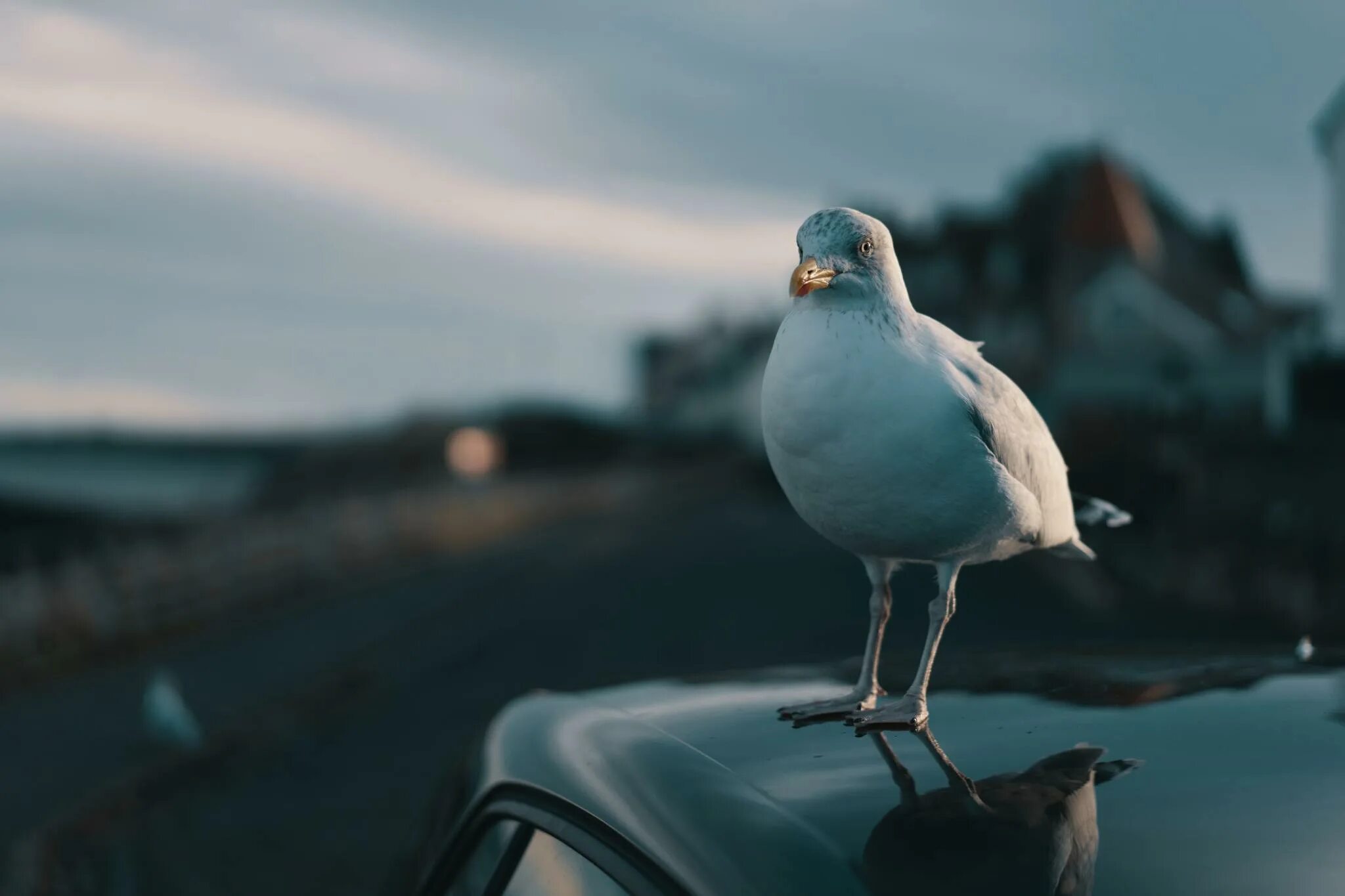 Машина bird. Птица над машиной. Птички и автомобиль. Обои для рабочего стола птичка на машине. Фотоманипуляция автомобиль птица.