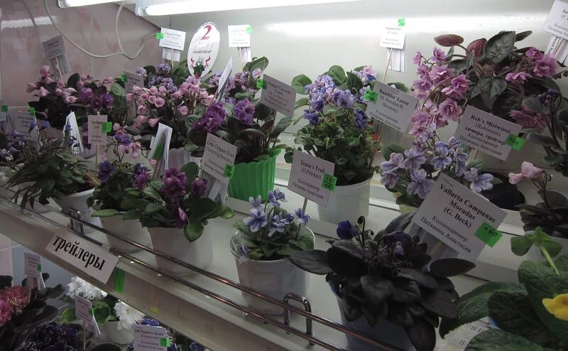 Центр фиалки на вднх фиалки. Фиалки вднх. Центр фиалки на вднх. Дом фиалки на ввц. Мир фиалок на вднх.