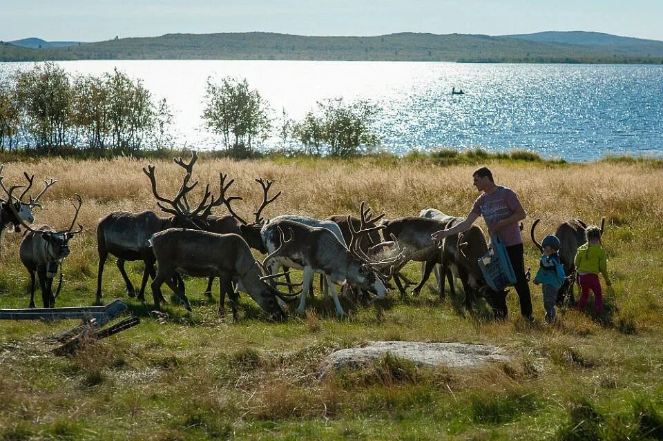 Ловозеро Оленья ферма. СХПК тундра Ловозеро. Ловозеро саамы. Северный олень Ловозеро. Пастбищное оленеводство