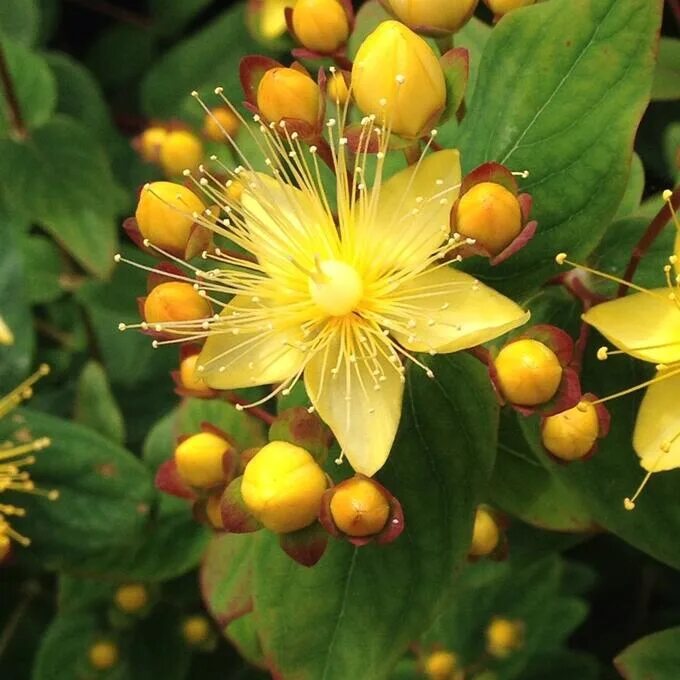 Зверобой кустарник. Зверобой кустарниковый (Hypericum) "Hidcote". Зверобой кустарниковый Хидкот. Зверобой Hidcote. Зверобой Гиперикум.