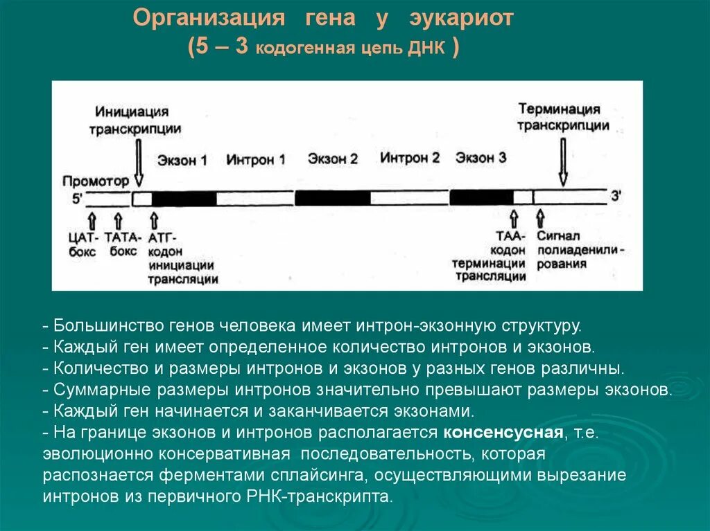 Количество генов. Строение Гена Интрон Экзон. Структура Гена эукариот экзоны и интроны. Экзон Интрон промотор строение Гена. Строение Гена эукариот.