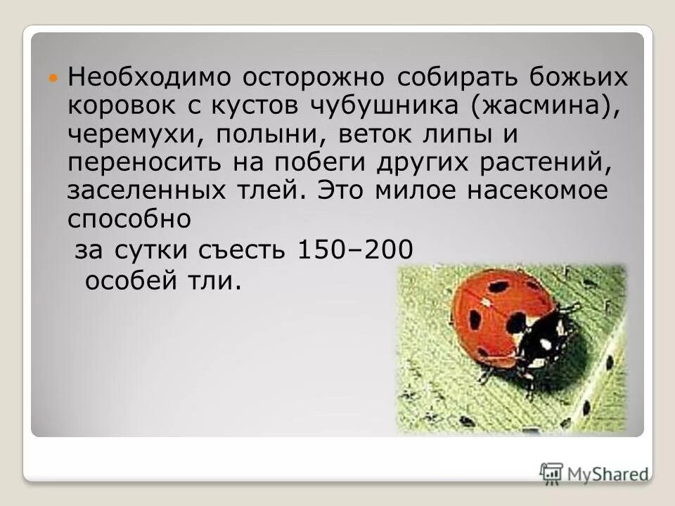 Чем кормить божью коровку в домашних. Определить Возраст Божьей коровки. Как определить Возраст Божьей коровки. Что значат точки у Божьей коровки. Как понять сколько лет Божьей коровке.